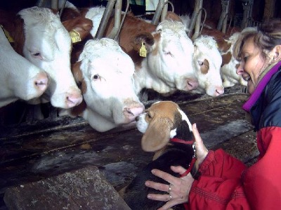 Begegnung mit einer anderen Art im Rinderstall Foto 2007 